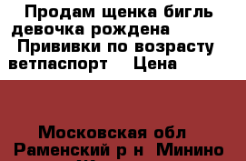 Продам щенка бигль девочка рождена 22/01/17.Прививки по возрасту, ветпаспорт. › Цена ­ 17 000 - Московская обл., Раменский р-н, Минино д. Животные и растения » Собаки   